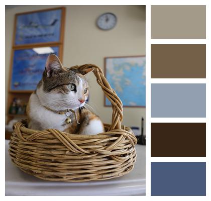 Basket Cat Greece Image
