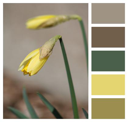 Daffodil Spring Bud Image