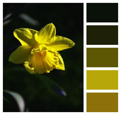 Flower Botany Daffodil Image