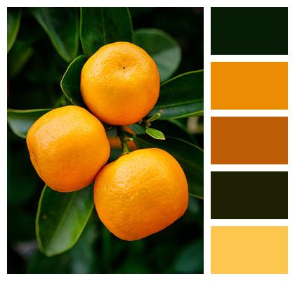 Oranges Citrus Fruit Image