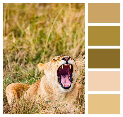 Animal Lion Mammal Image