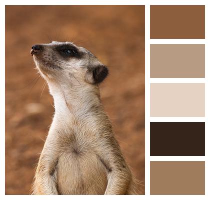 Mammal Animal Meerkat Image