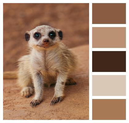 Mammal Meerkat Animal Image
