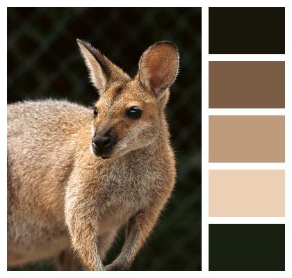Wallaby Australia Marsupial Image