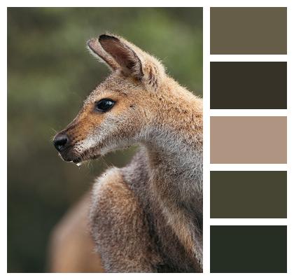 Kangaroo Animal Marsupial Image