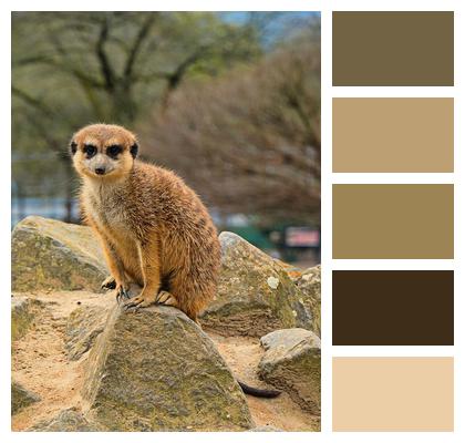 Fur Wildlife Cute Mammal Image