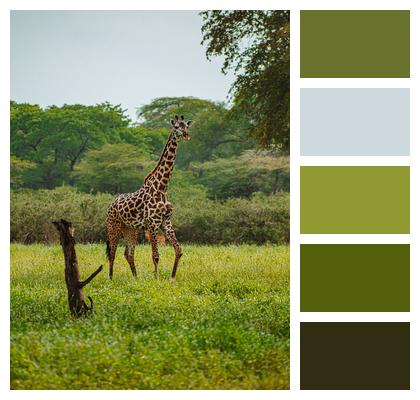 Giraffe Safari Animal Image