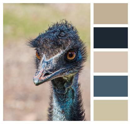 Bird Beak Emu Image
