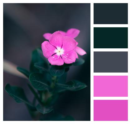 Flower Pink Purple Image