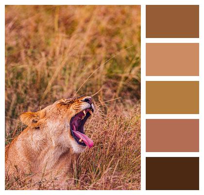 Mammal Feline Lion Image