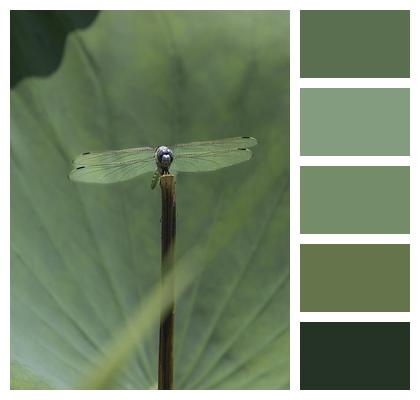 Stem Insect Dragonfly Image