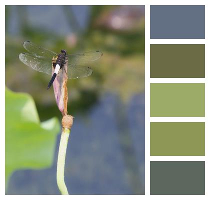 Dragonfly Insect Stem Image