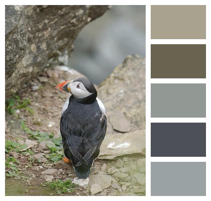 Seabird Bird Puffin Image