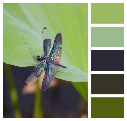 Dragonfly Stem Insect Image