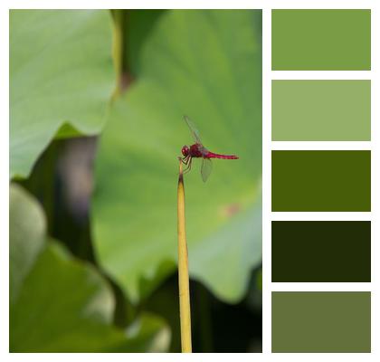 Stem Insect Dragonfly Image