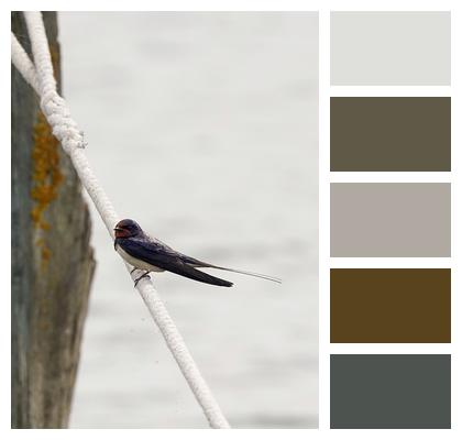 Rope Bird Swallow Image