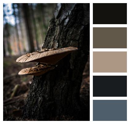 Mushroom Tree Forest Image