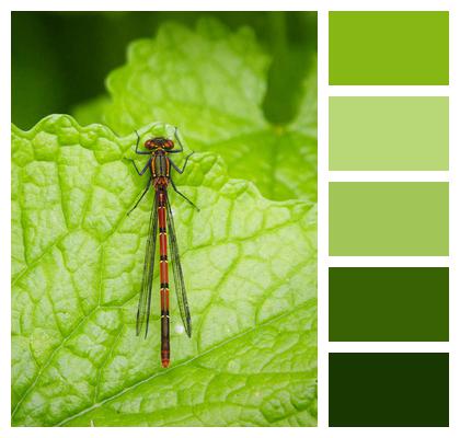 Insect Plant Damselfly Image