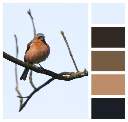 Chaffinch Finch Bird Image