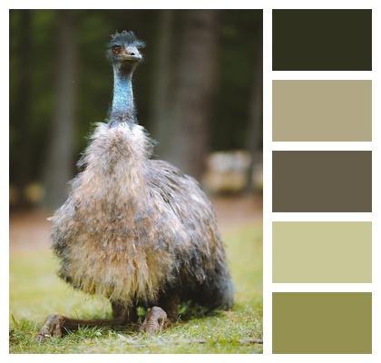 Emu Bird Ornithology Image