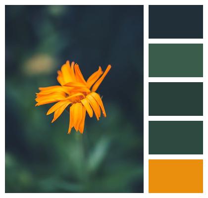 Flower Orange Marigold Image