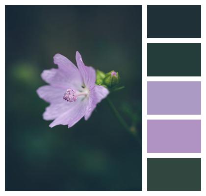 Flower Flora Purple Image