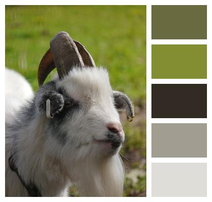 Animal Goat Pygmy Image