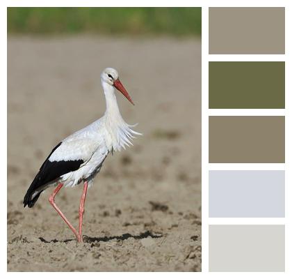 Bird Animal Stork Image