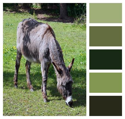 Animal Meadow Donkey Image