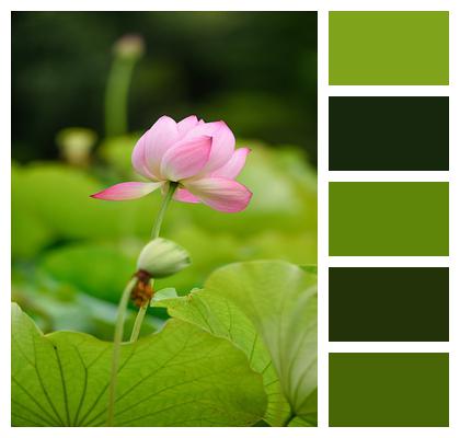Lotus Flower Botany Image