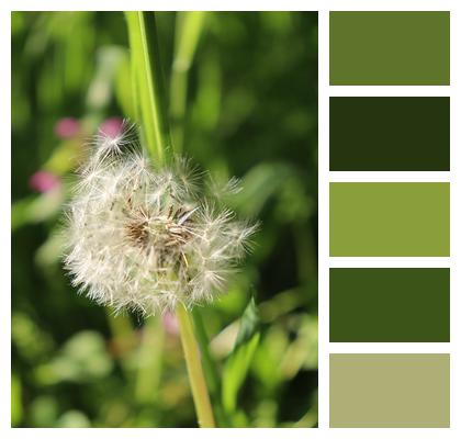 Flower Spring Dandelion Image