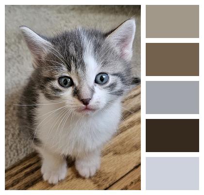 Cat Kitten Pet Image