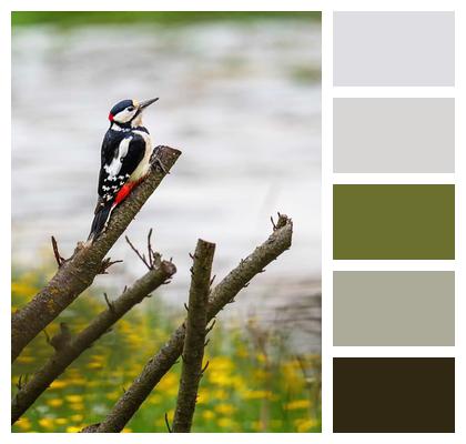Bird Songbird Woodpecker Image