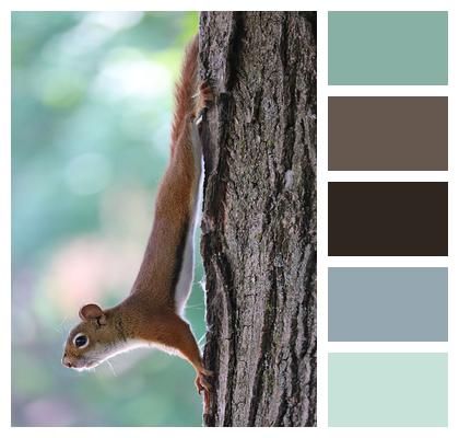 Squirrel Tree Chipmunk Image