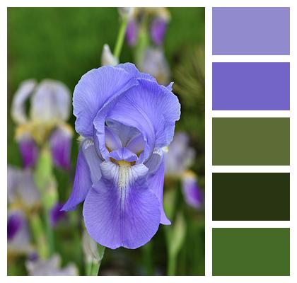 Iris Horticulture Flower Image