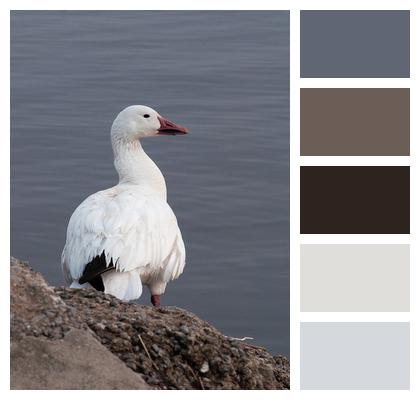 Goose River Bird Image