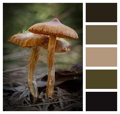 Mushrooms Fungi Forest Image