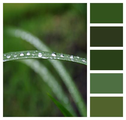 Rain Leaf Grass Image