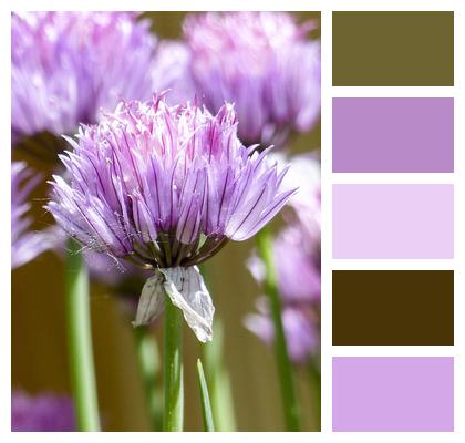 Chives Blooming Plant Image