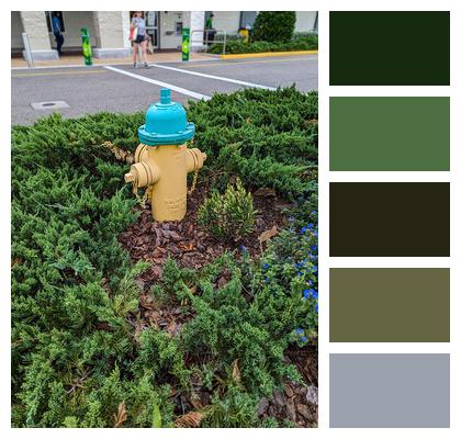 Fire Hydrant Sidewalk Store Front Ferns Image
