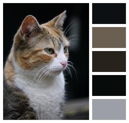 Cat Calico Pet Image