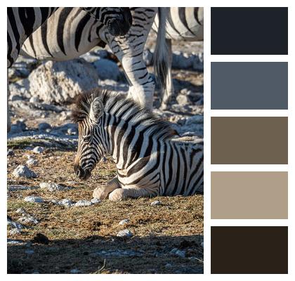 Zebra Africa Namibia Image