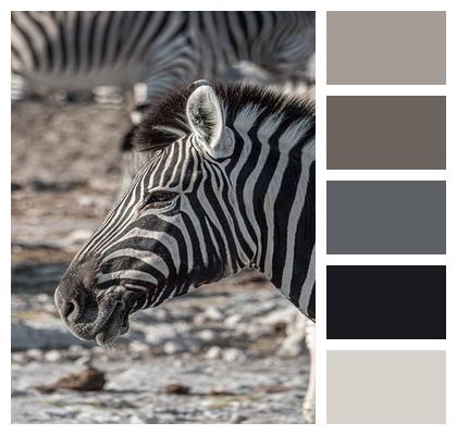 Zebra Wilderness Wildlife Image