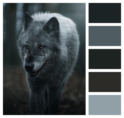 Animal Wolf Wildlife Image