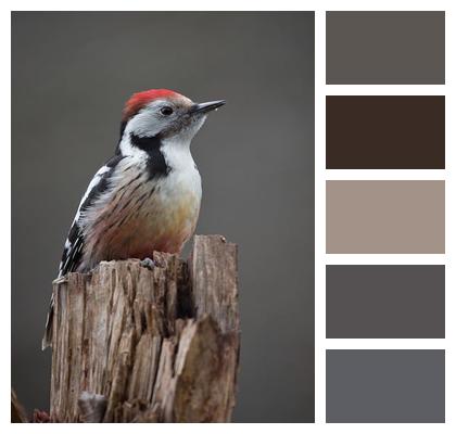 Woodpecker Nuthatch Bird Image