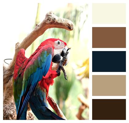 Macaw Parrot Bird Image