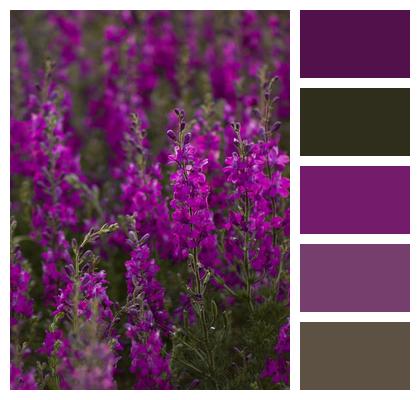 Purple Meadow Flowers Image