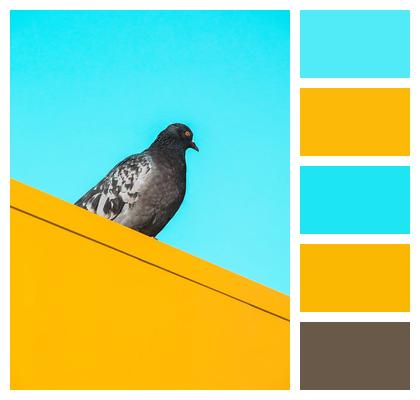 City Pigeon Bird Image