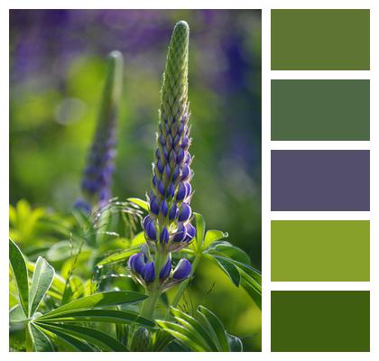 Flowers Lupins Plants Image