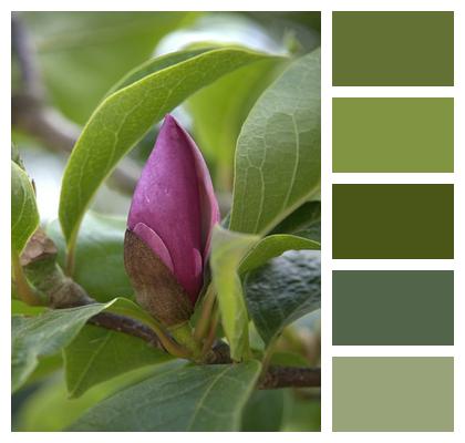 Bud Blossom Magnolia Image